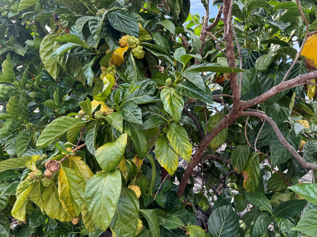 Hauʻoli Makahiki Hou!