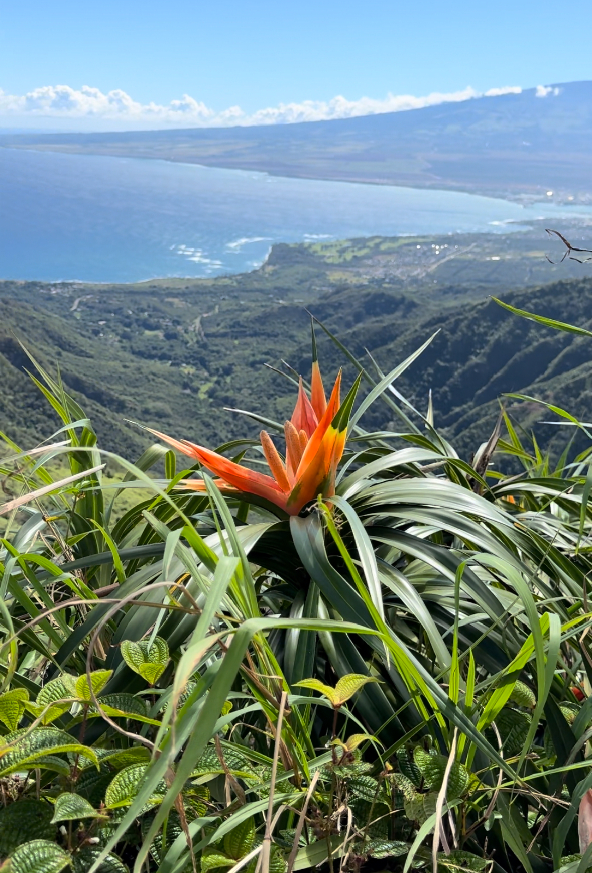 Maui County’s Ordinance 5929 Strengthens Water Conservation