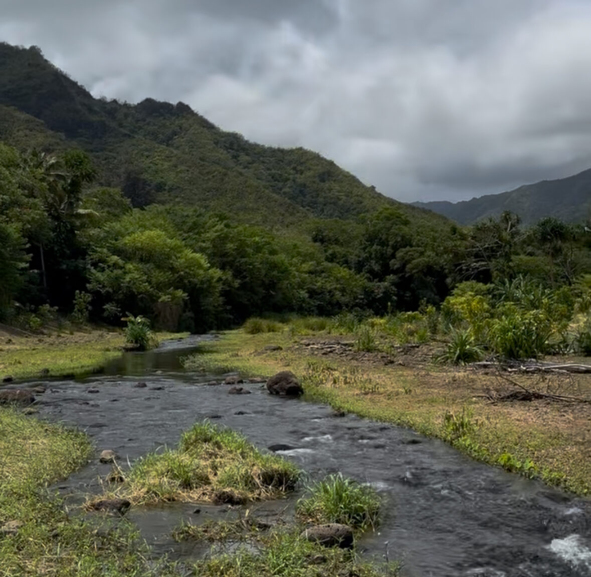Inspiring Tour of Punaluʻu Stream Restoration Area