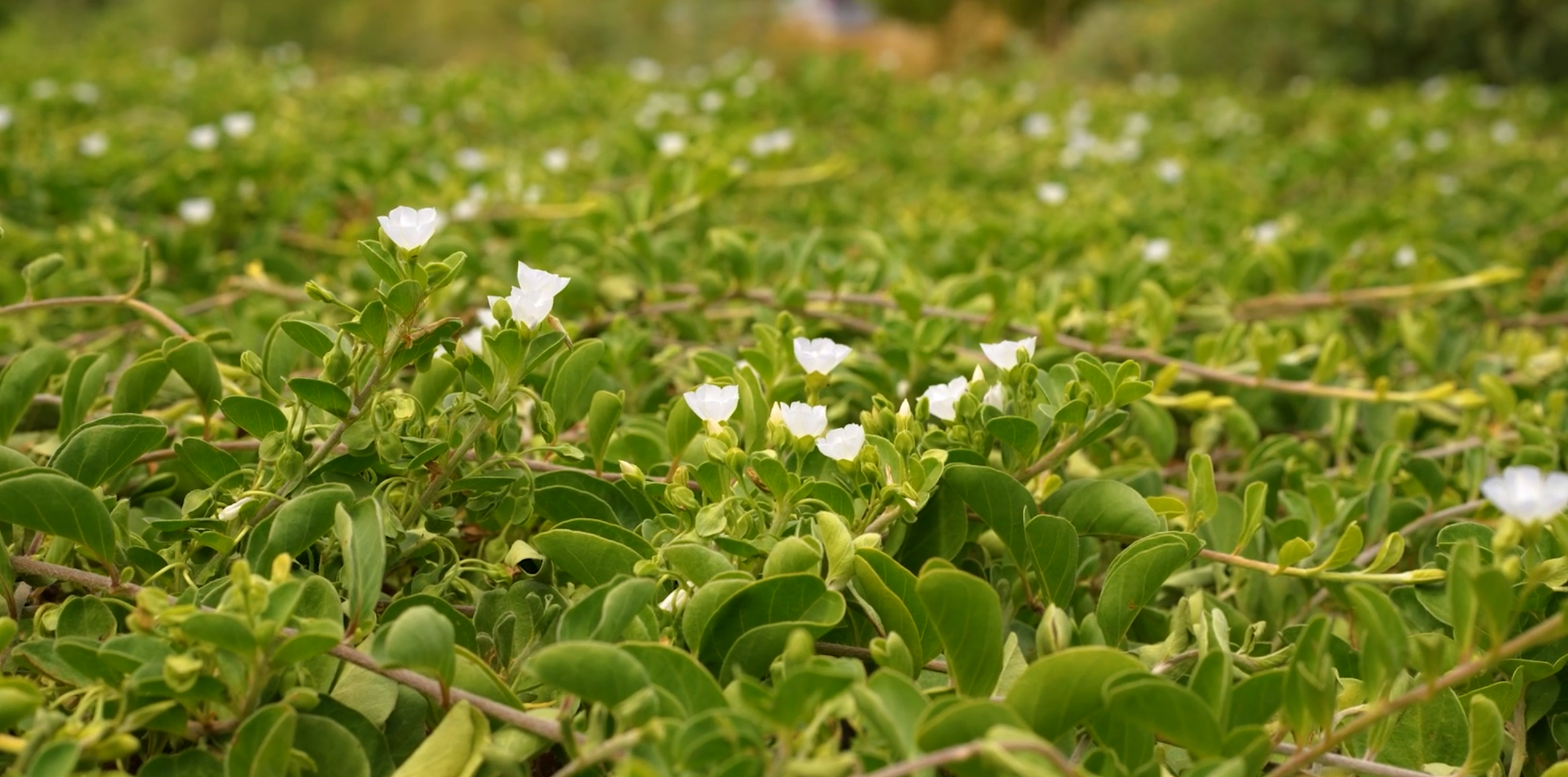 From the Field: Native Plants & Landscaping