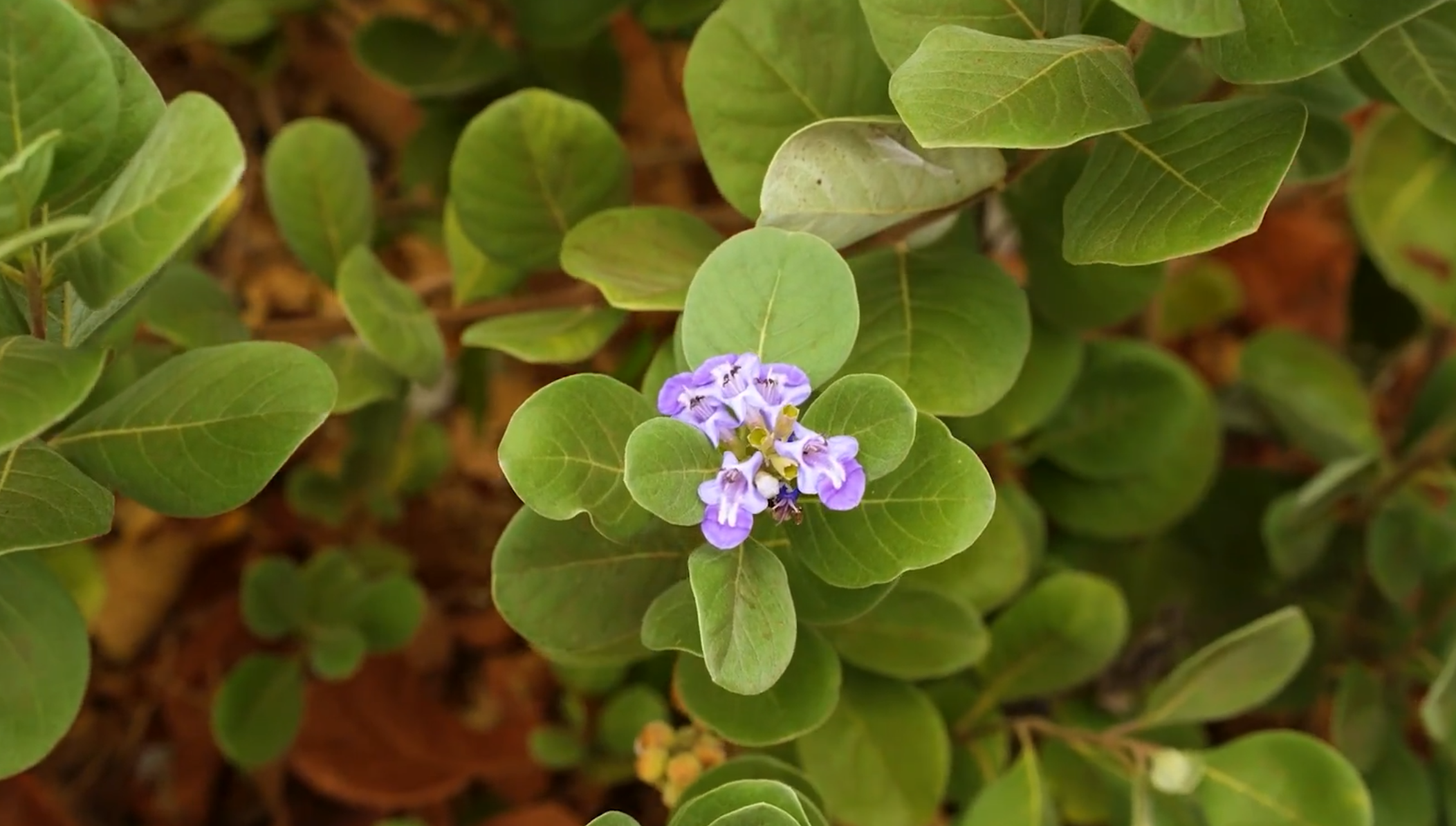 Honoring Mahina ʻŌlelo Hawaiʻi: A Legacy of Resilience and Renewal