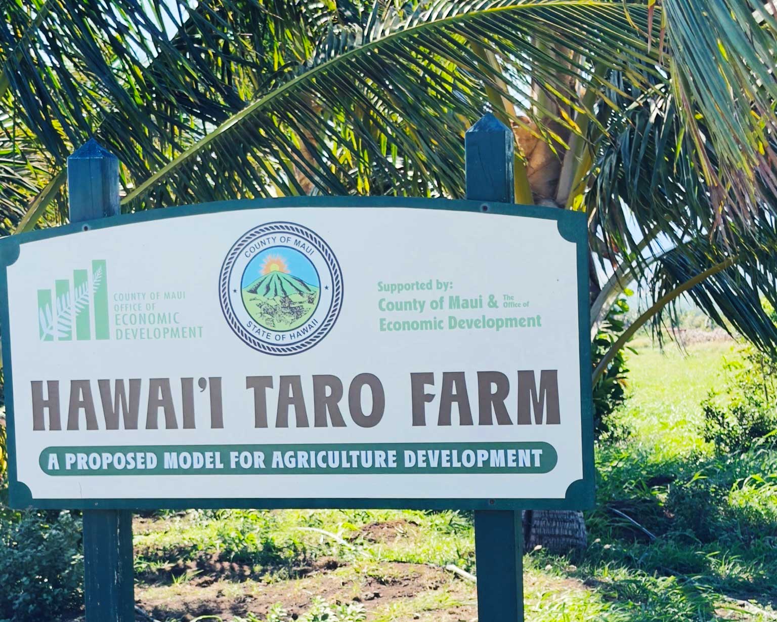 Ledcor Maui and ʻĀina Momona Tour Hawaiʻi Taro Farm